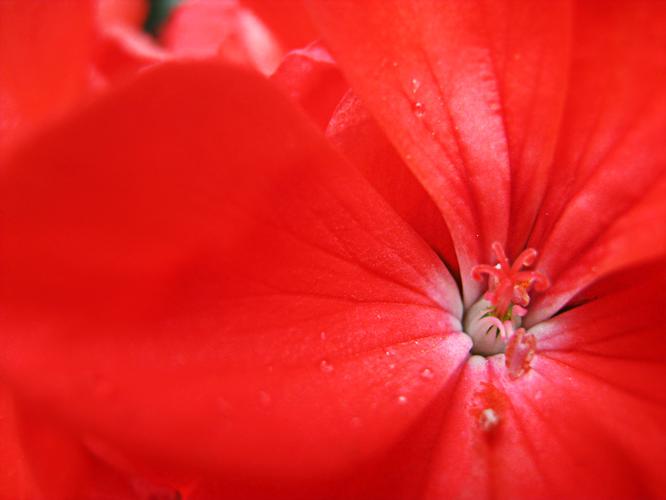 red geranium art print - red abstract canvas print for interior design